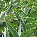 Donkey Ears Kalanchoe Gastonis